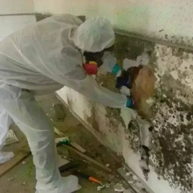 Mold Remediation and Removal in Oakham, MA